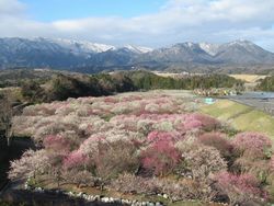 公園 いなべ 梅林