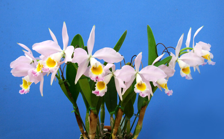 Orchid Culture