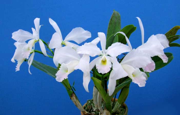 Orchid Culture