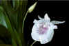 amazonica.jpg (30115 �o�C�g)