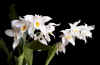 celogynemooreana.jpg (29438 �o�C�g)