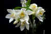 chysis.bractescens.jpg (35861 �o�C�g)