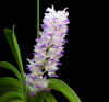 p.rhyn.coelestis.jpg (40980 �o�C�g)