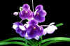pat.jpg (91963 �o�C�g)