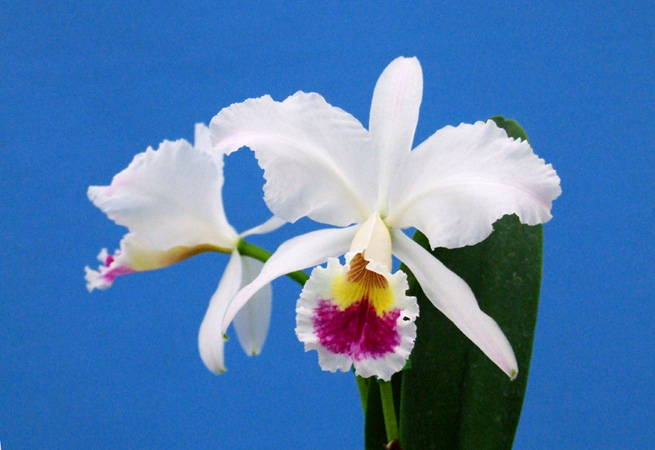 洋蘭　原種　C.labiata coerulea'Extra'OG 洋蘭 原種  coerulea\u0027Extra\u0027OG