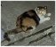 デブ猫