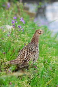 雌のキジ@行徳