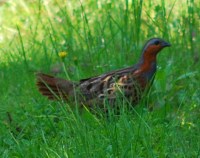なんて鳥?