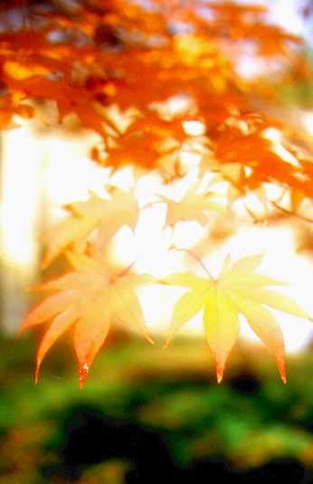 Autumn in HOKUDAI