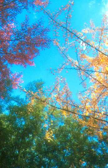 Autumn in HOKUDAI