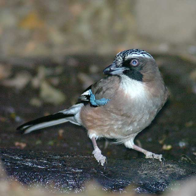 カケス様 アメリカ・カケス（Western Scrub-Jay） | jackのヴァイオリン練習室