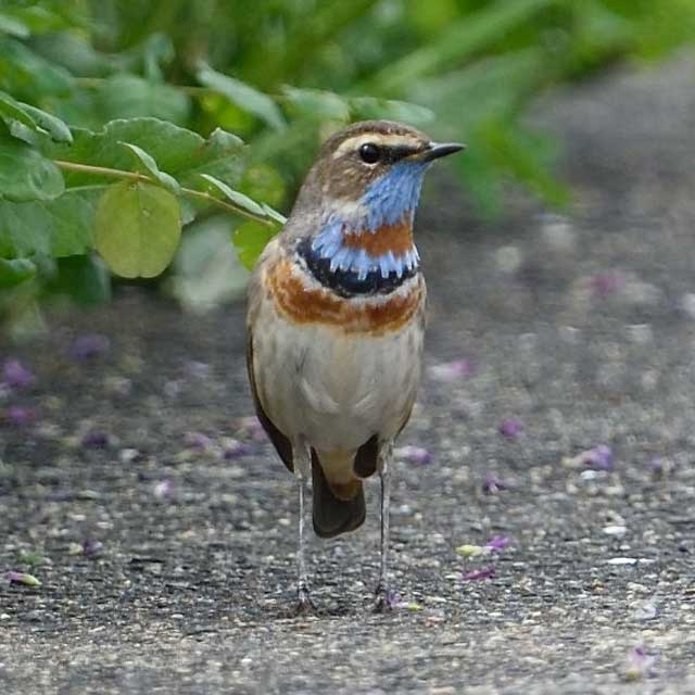 オガワコマドリ