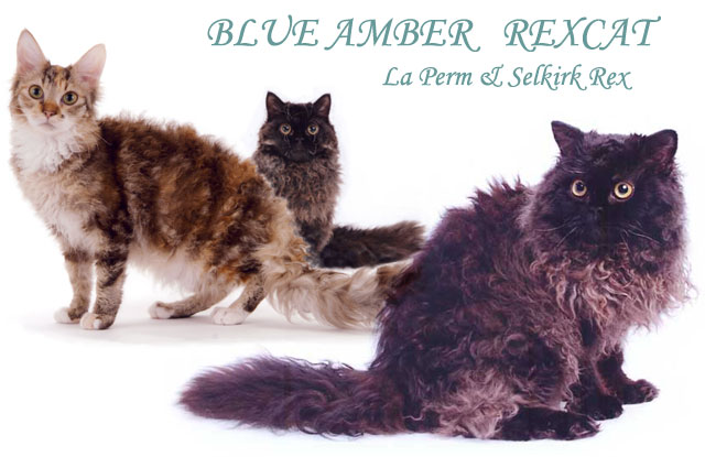 BLUE AMBER REXCAT top page