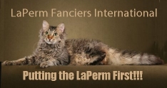 LaPerm Fanciers International