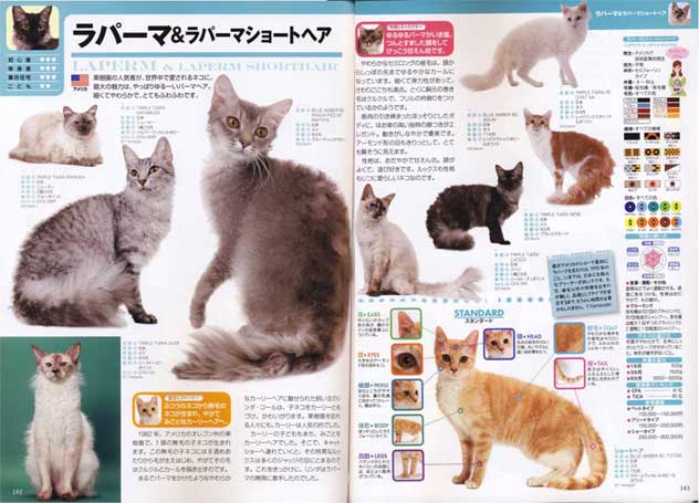 cat's_catalog2013