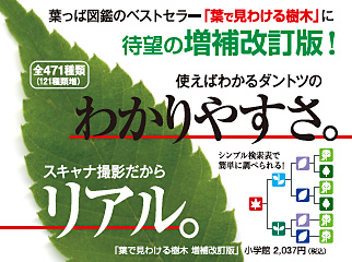 書店様用ポップ