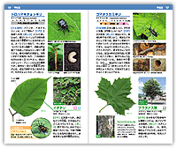 チョッキリ食草・植樹