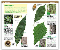 樹液が出る木・樹皮・幹肌
