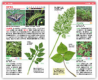 キアゲハ食草(草本)