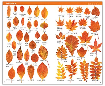 初の紅葉図鑑 紅葉ハンドブック の内容紹介