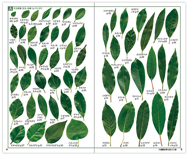 照葉樹図鑑 照葉樹ハンドブック 著者による内容紹介