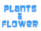 plants & flower 