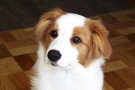 �p�b�Z�����