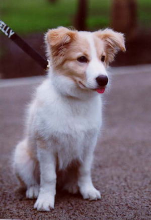 �P���[�����