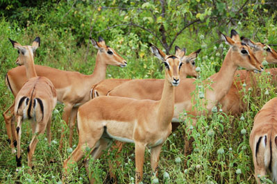 Impala in Chobe