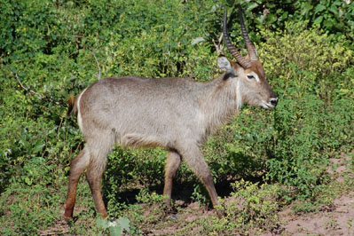 Kudu in Chobe