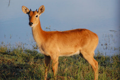Kudu in Chobe