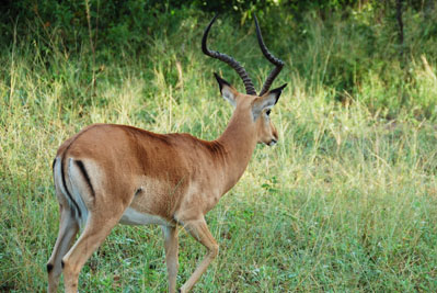 Impala in Chobe
