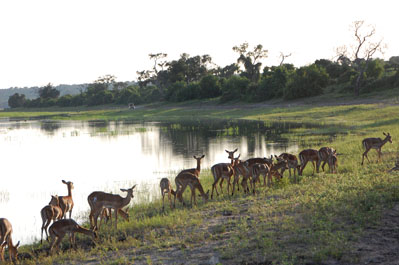 Impala in Chobe