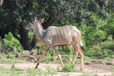 Kudu in Chobe
