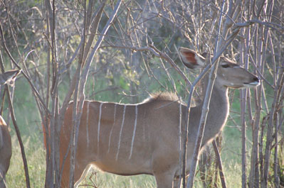 Kudu in Chobe