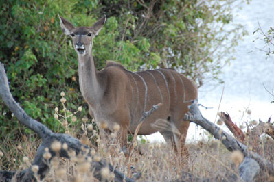 Kudu in Chobe