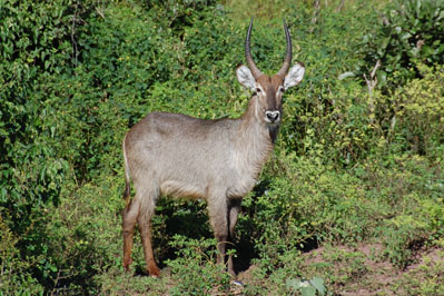 Kudu in Chobe