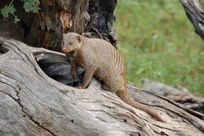 Almadillo in Chobe