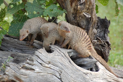 Almadillo in Chobe