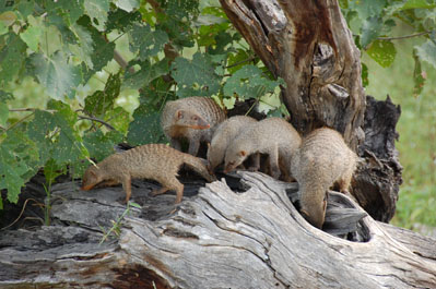 Almadillo in Chobe