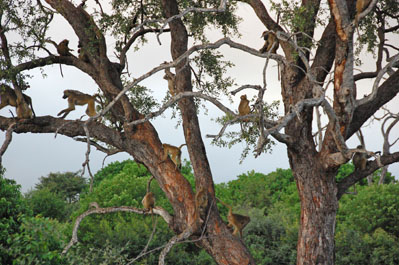 Baboon in Chobe
