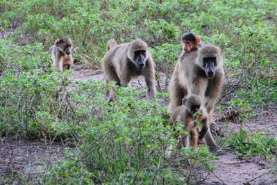 Baboon in Chobe