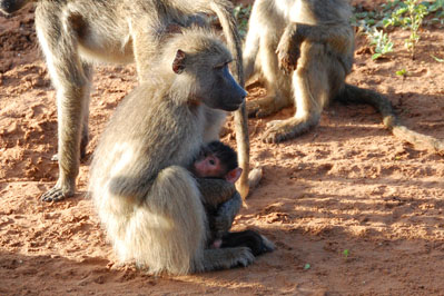 Baboon in Chobe
