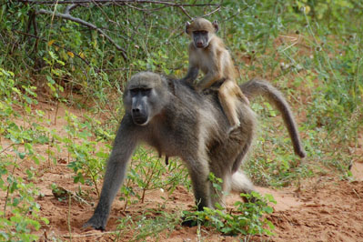 Baboon in Chobe