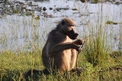 Baboon in Chobe