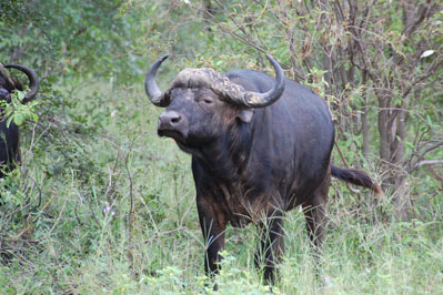 Buffalo in Chobe