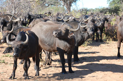 Buffalo in Chobe