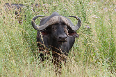 Buffalo in Chobe
