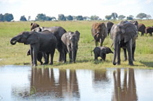 Elephants in Chobe