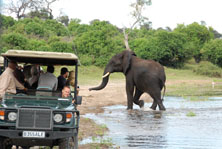 Elephants in Chobe